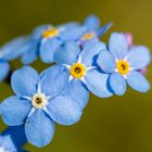 Forget me not...