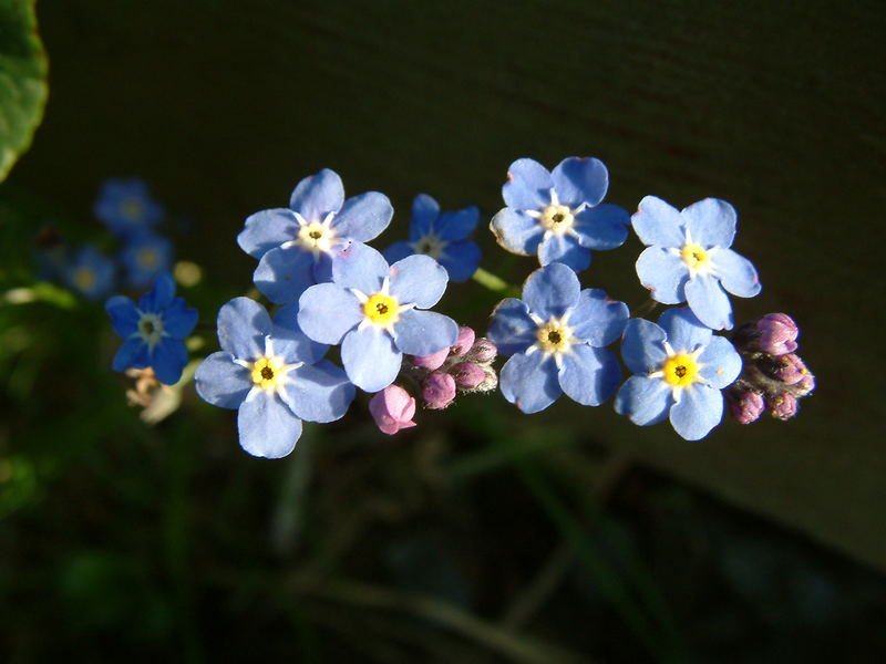 forget-me-not