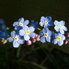 forget-me-not