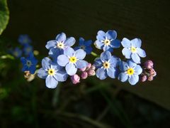 forget-me-not