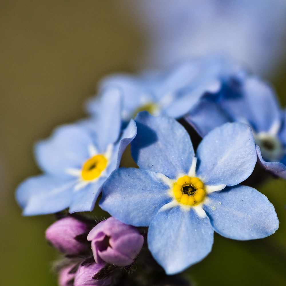 Forget-me-not