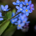 Forget-me-not