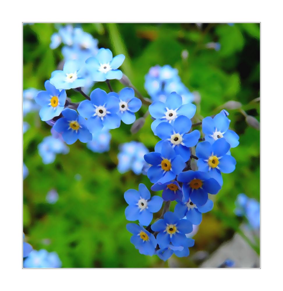 Forget me not....