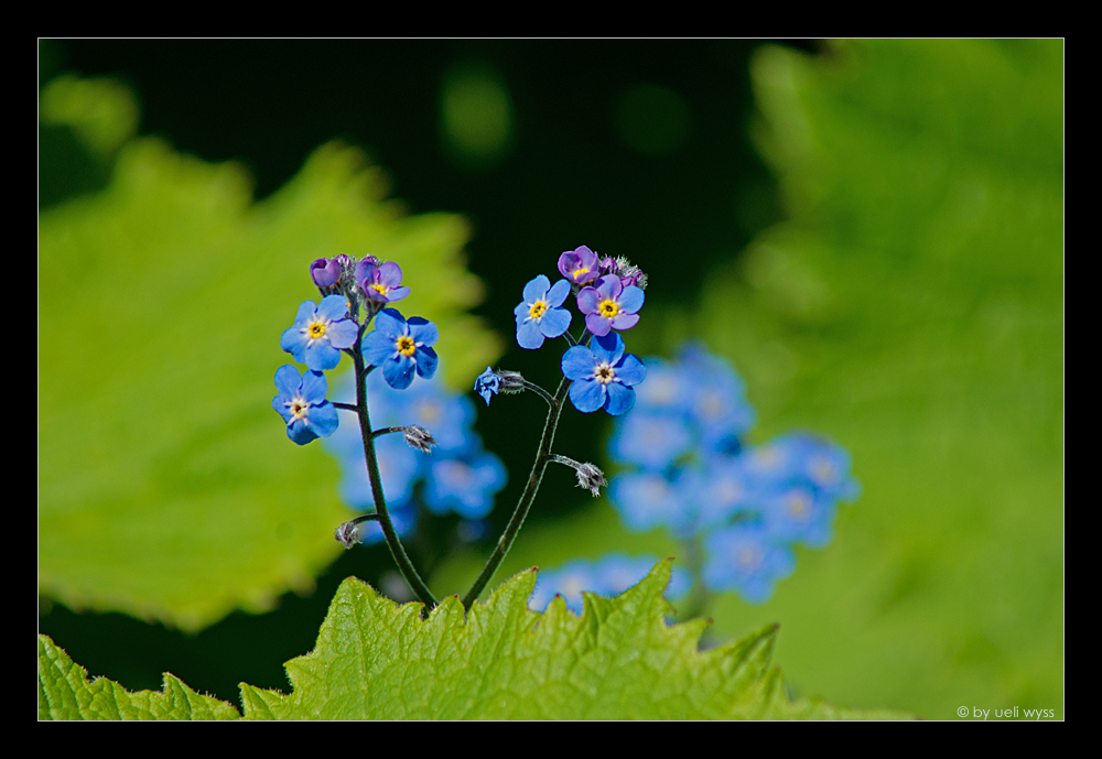 Forget-me-not - Vergissmeinnicht