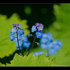 Forget-me-not - Vergissmeinnicht