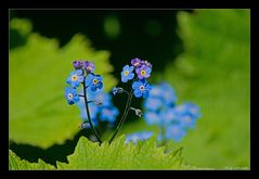 Forget-me-not - Vergissmeinnicht