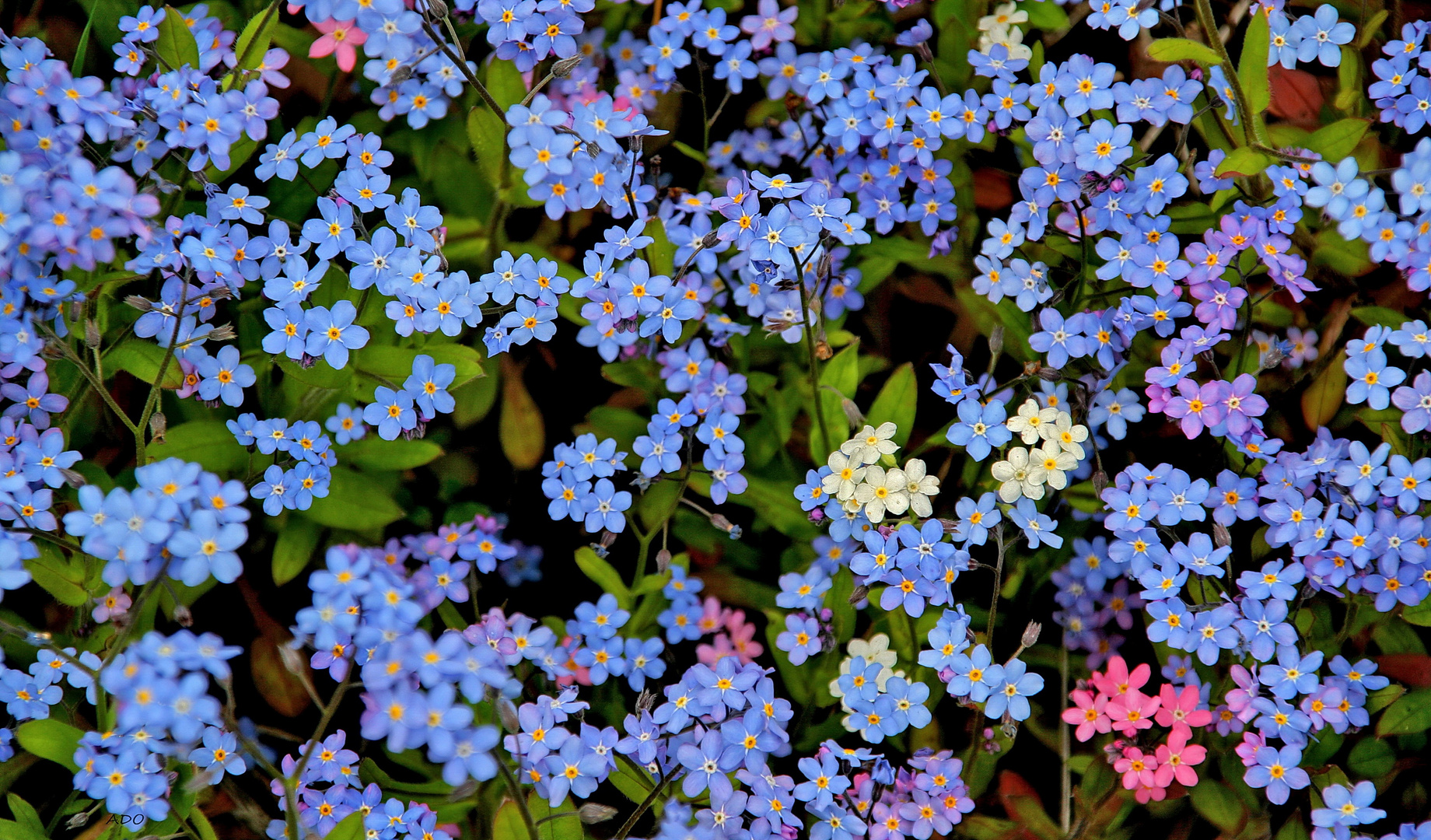 forget-me-nots