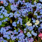 forget-me-nots