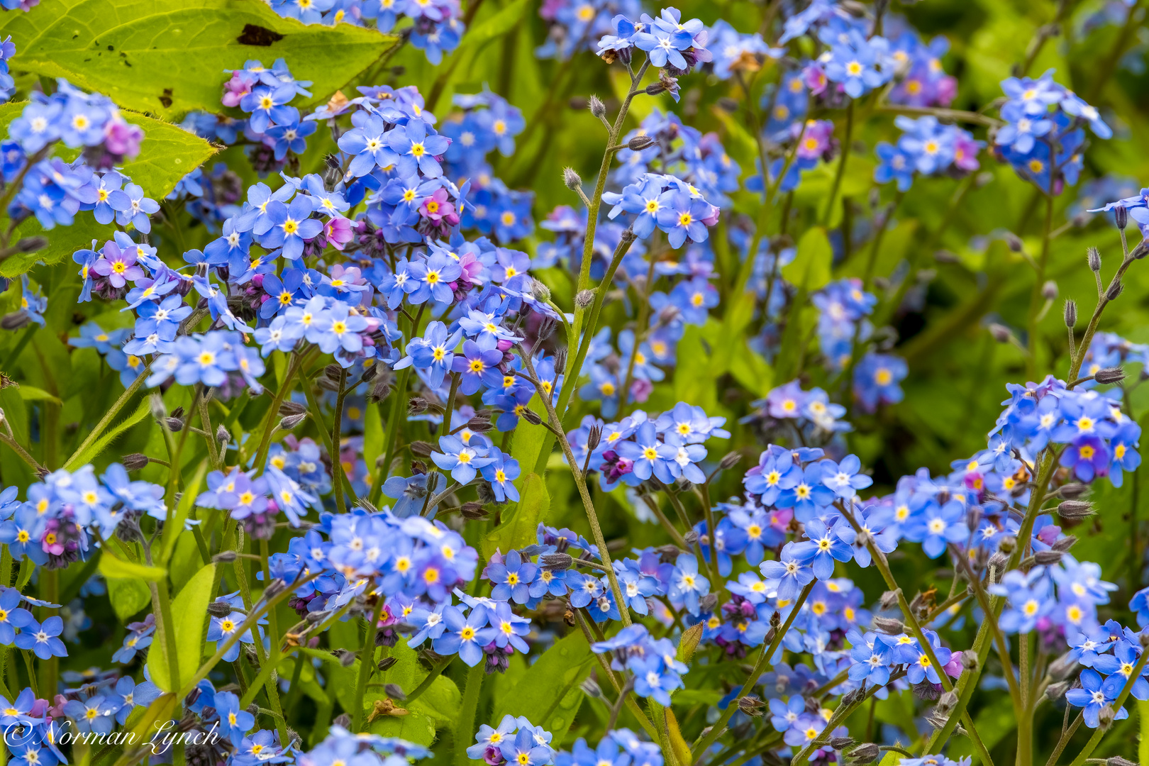   Forget-me-nots (myosotis sylvtice)