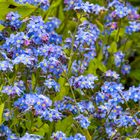   Forget-me-nots (myosotis sylvtice)