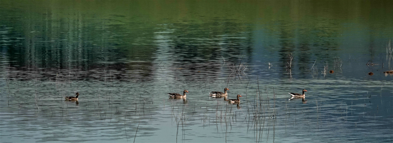 Forggensee / Ostallgäu (3)