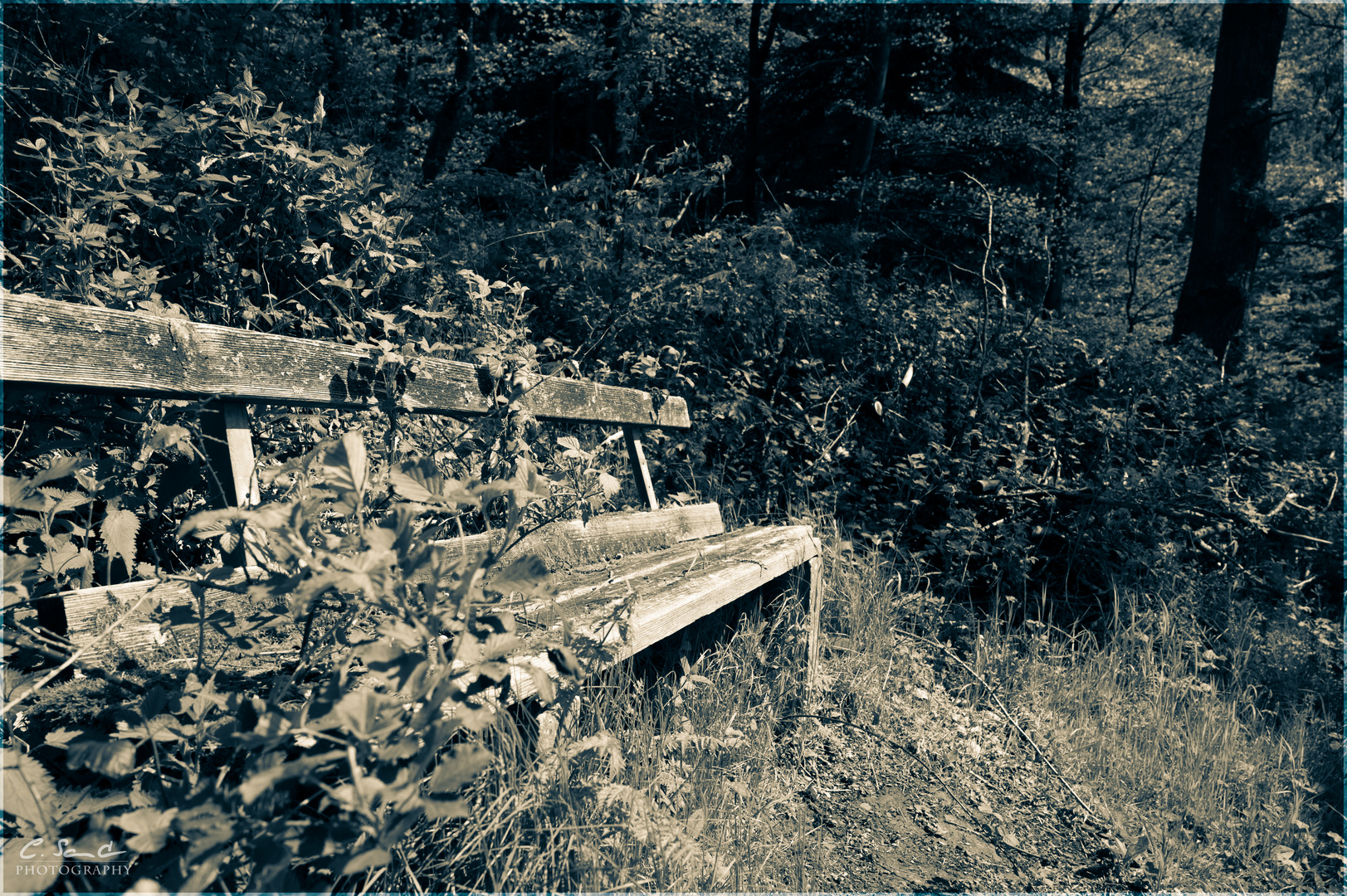 Forgotten Bench