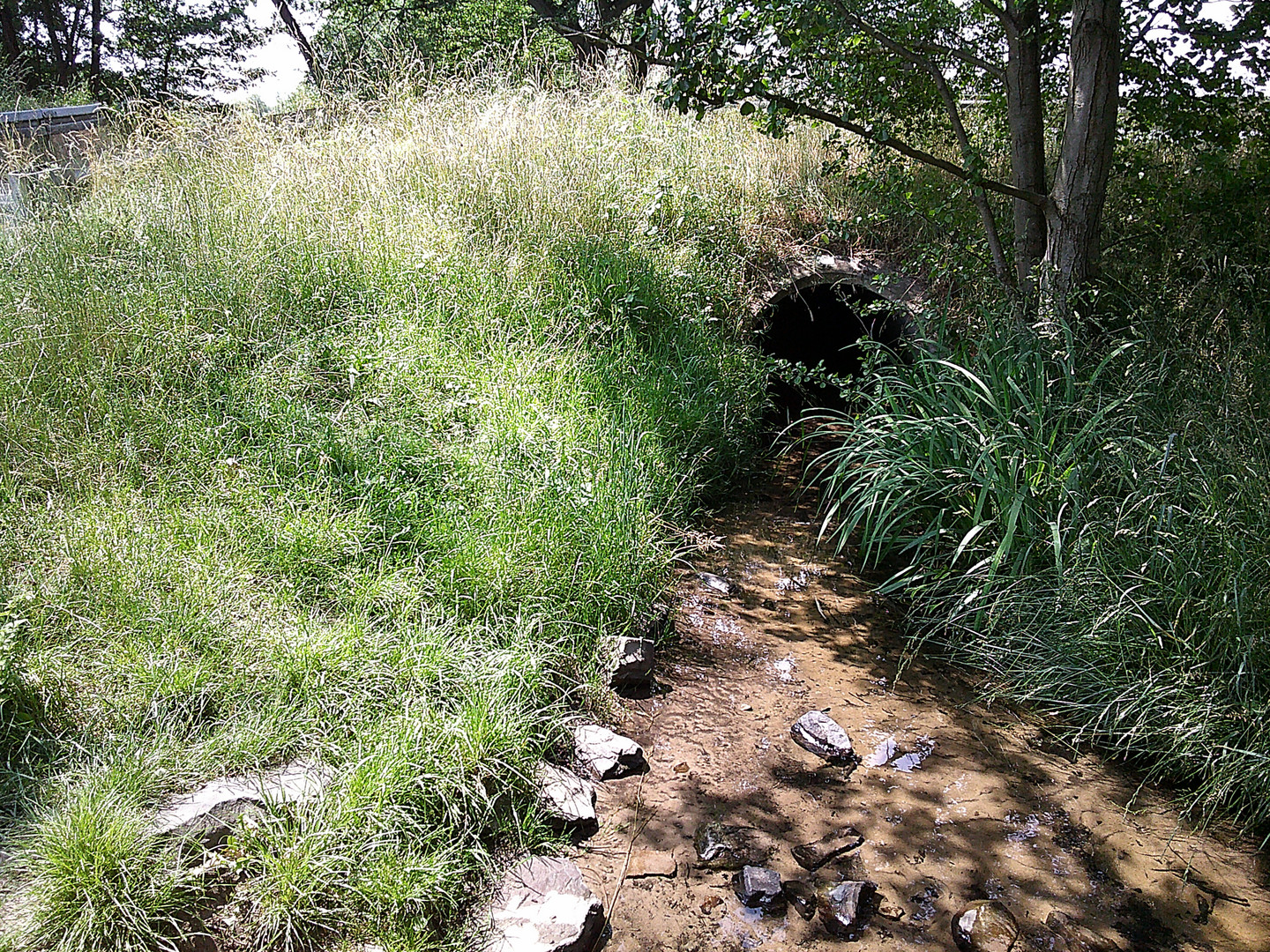 Forgotten brook. Bruchbach Cologne