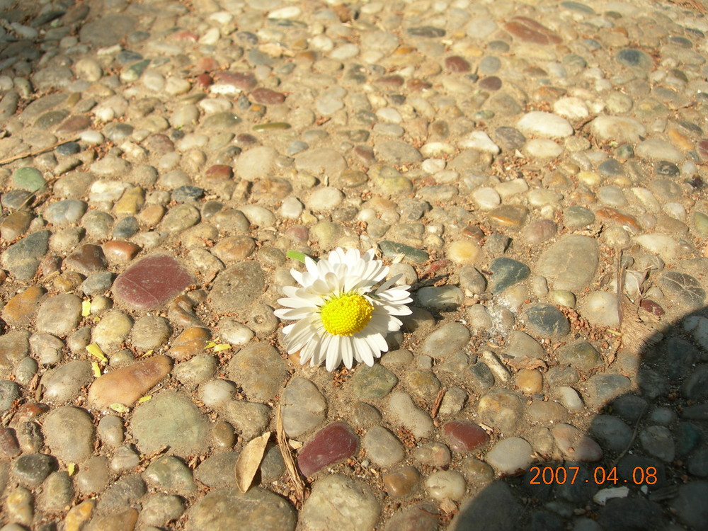 forgotten daisy