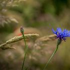 Forgotten flowers in the field side.