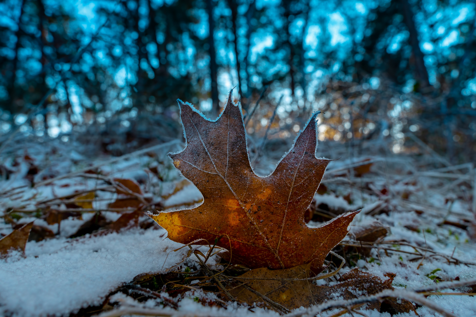 Forgotten Leaf