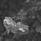 FORGOTTEN ROSES