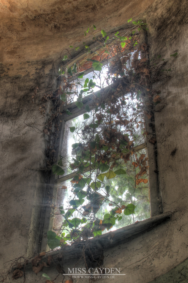 Forgotten Window