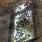 Forgotten Window