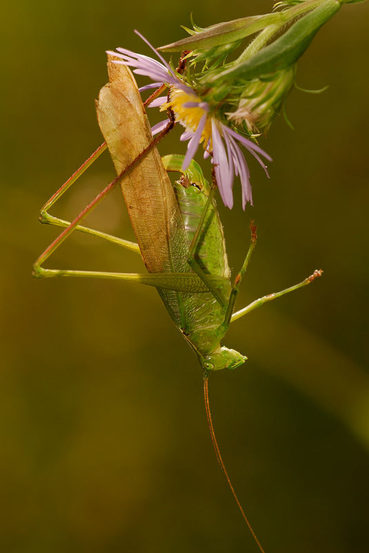 Fork-Tailed Bush Katydid