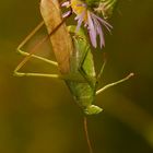 Fork-Tailed Bush Katydid