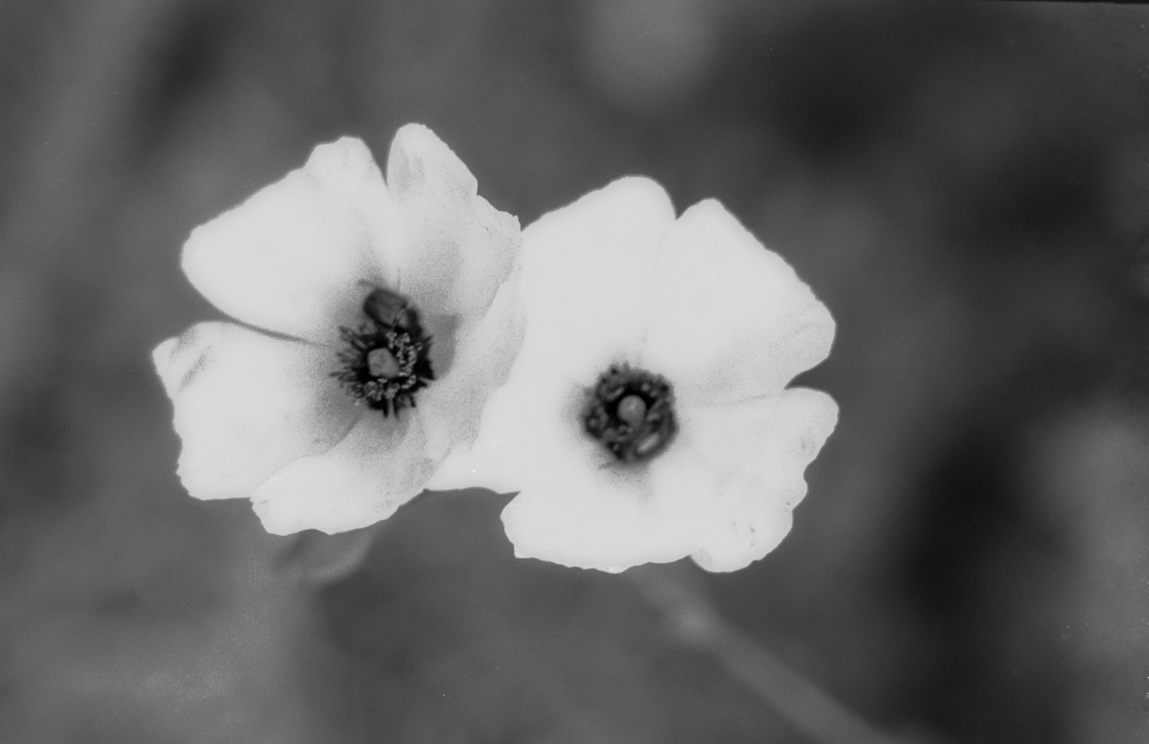 FORMA DE CONSERVAR MÁS DE 50 AÑOS, DOS AMAPOLAS.