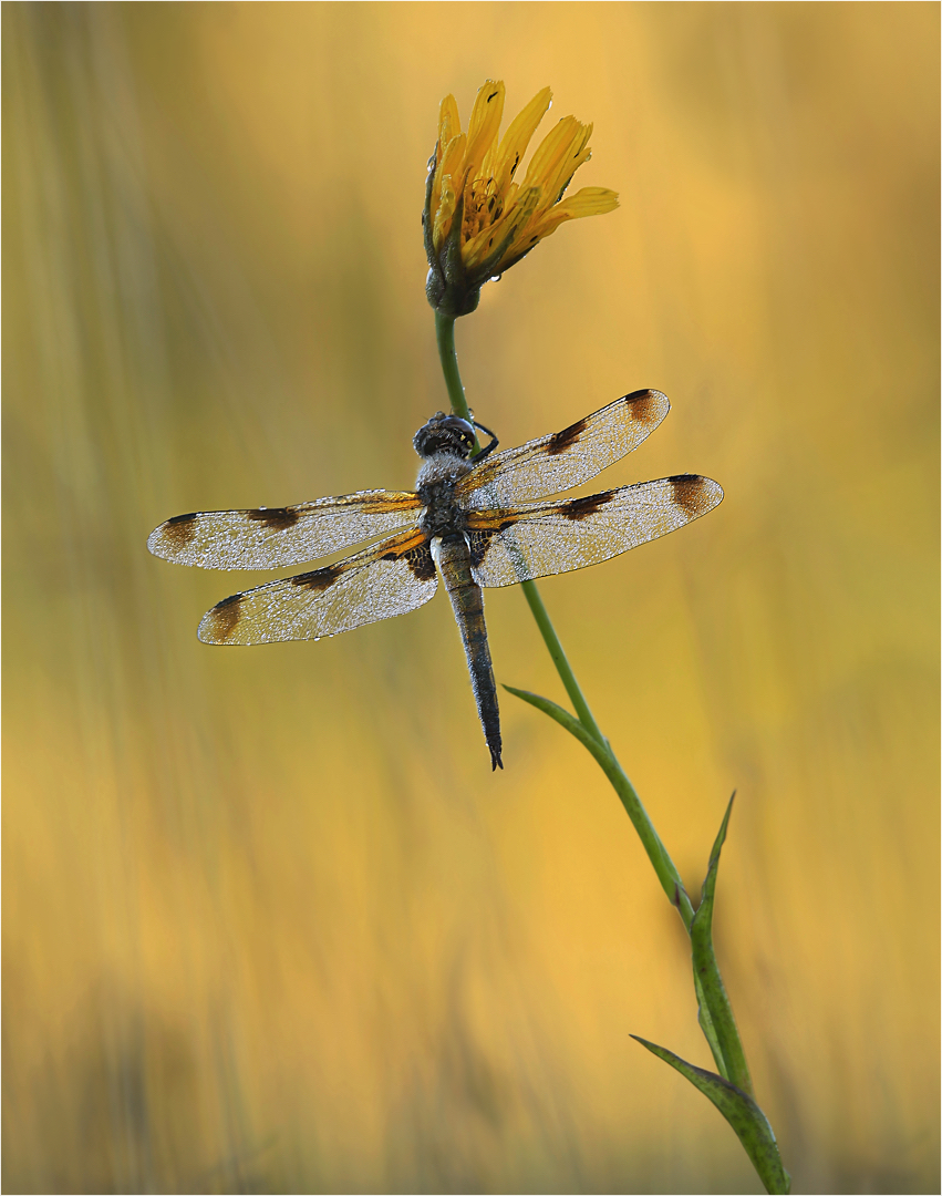 Forma praenubila