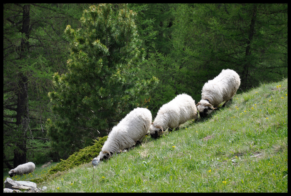 Formation der Schafe