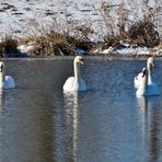 Formation der Schwäne,  Formation of swans,  Formación de cisnes