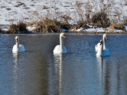 Formation der Schwäne,  Formation of swans,  Formación de cisnes