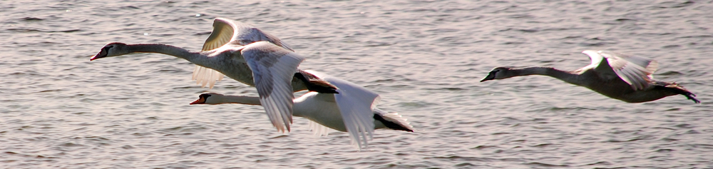 Formation fliegen