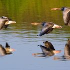 Formation in der Abendsonne