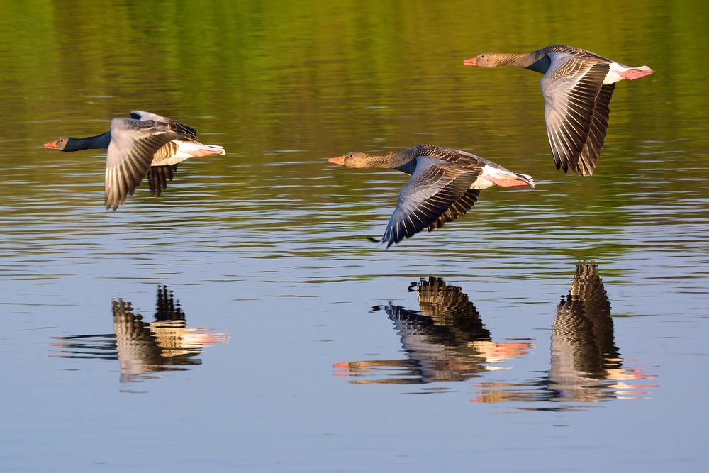 Formation in der Abendsonne