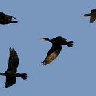 Formation - Phalacrocorax carbo