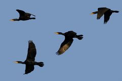 Formation - Phalacrocorax carbo