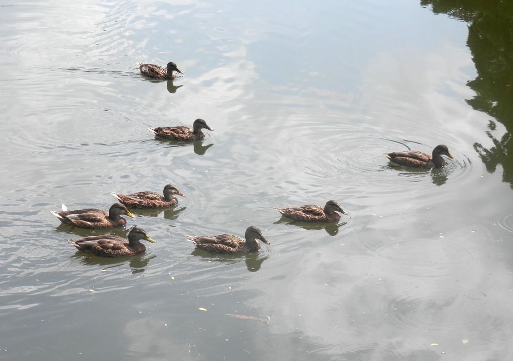 Formation serrée