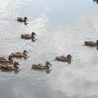 Formation serrée