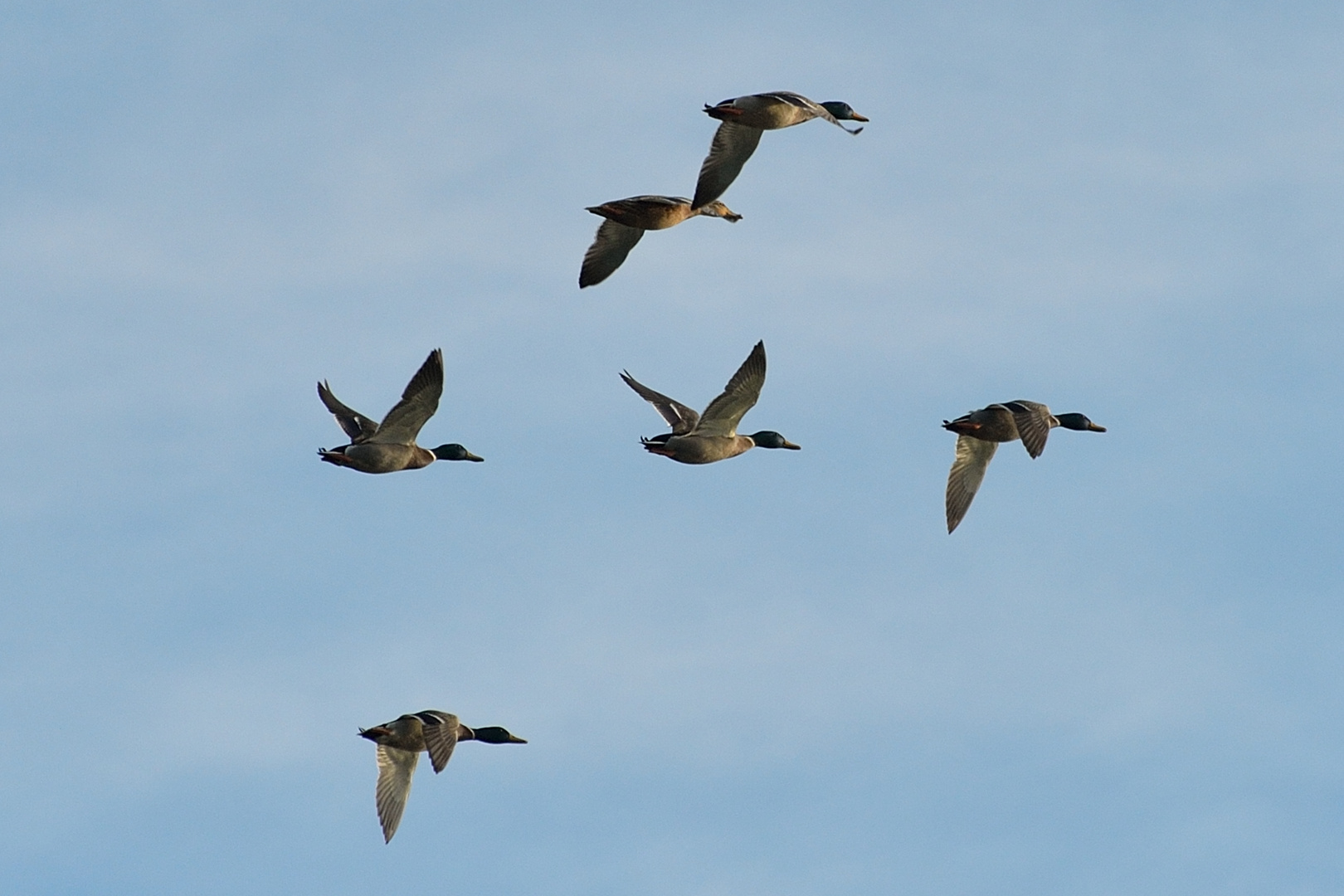 Formation SUPERCANARD