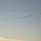 Formation von 56 Kranichen