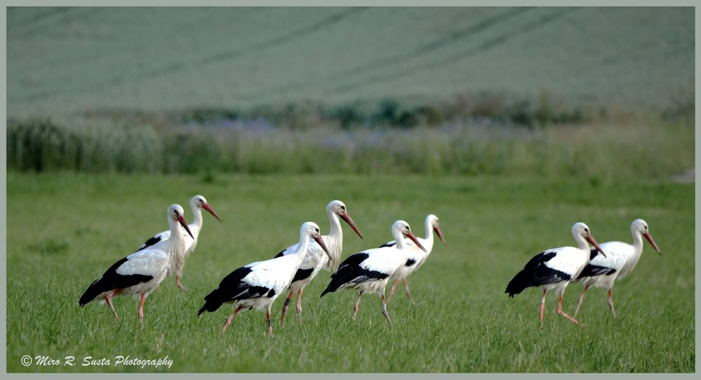 Formation walk