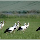 Formation walk