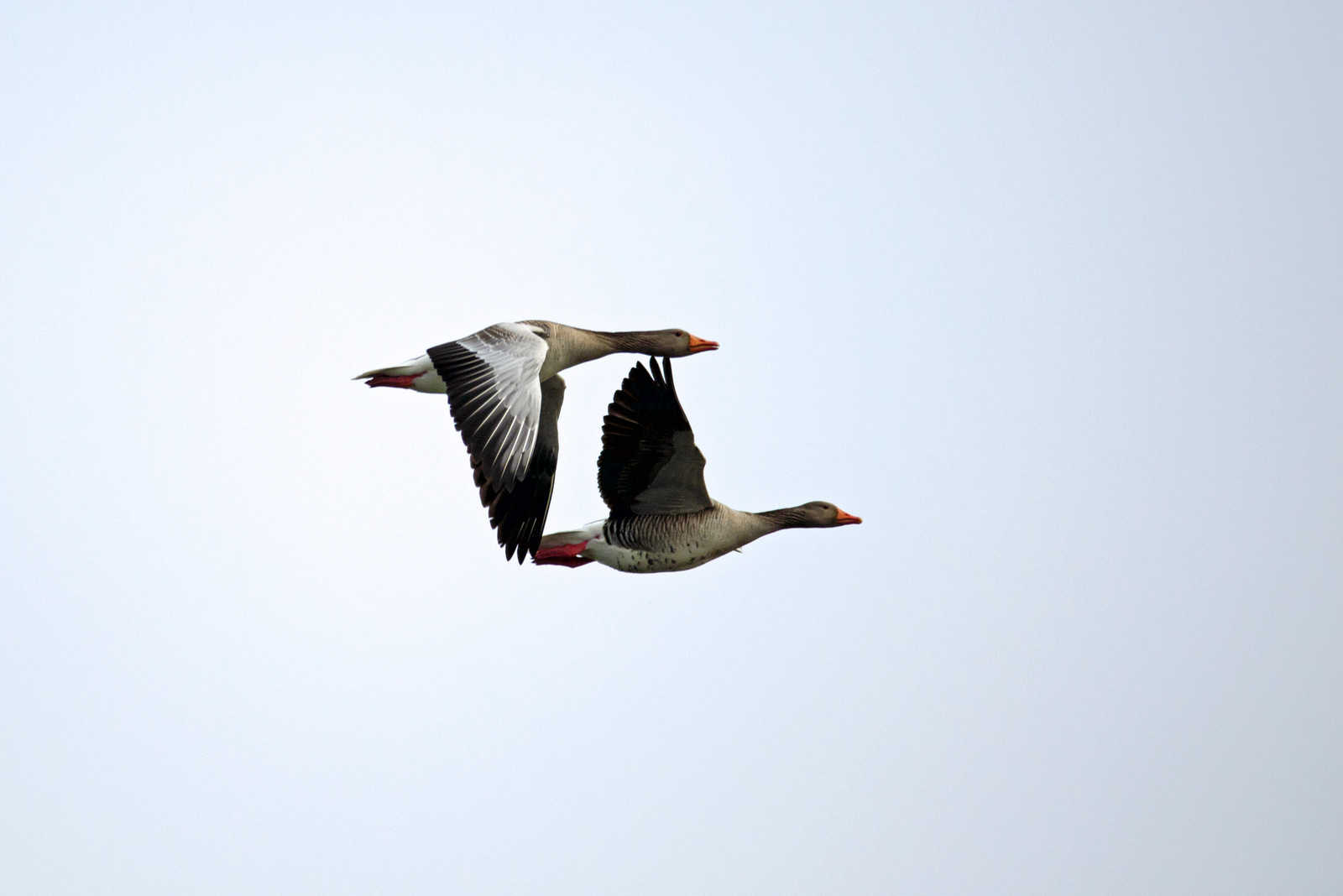 Formations Flug.