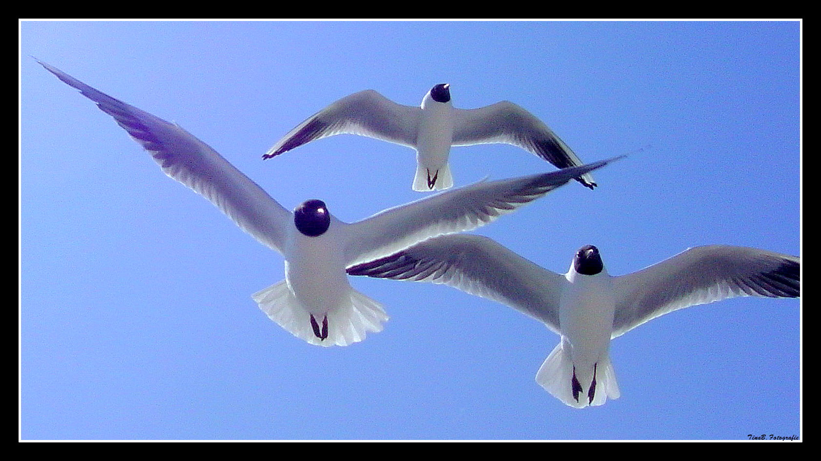 ***Formations-Flug***