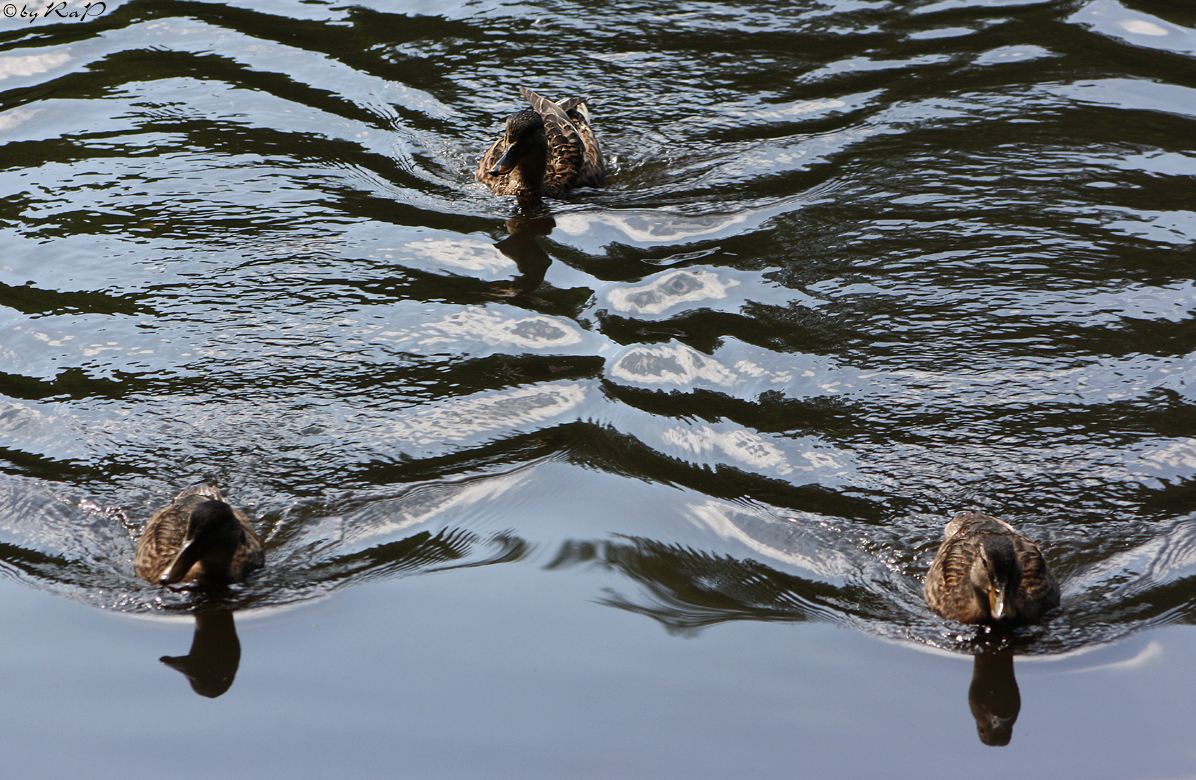 Formations Schwimmen