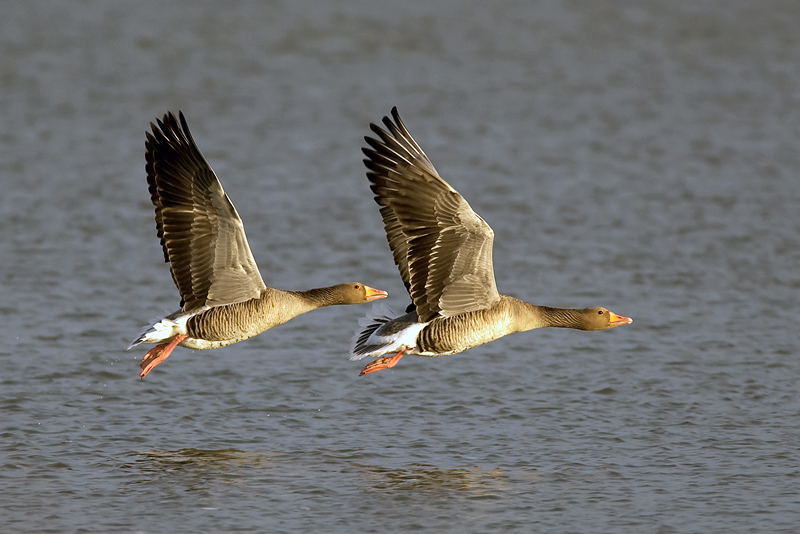 Formationsflug