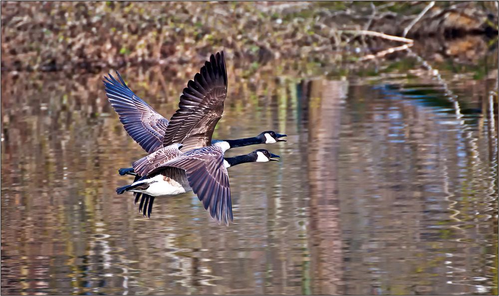 Formationsflug