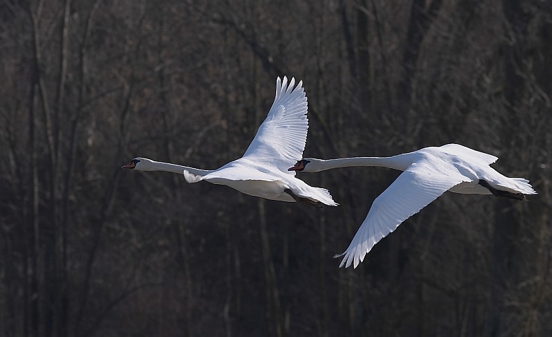 Formationsflug