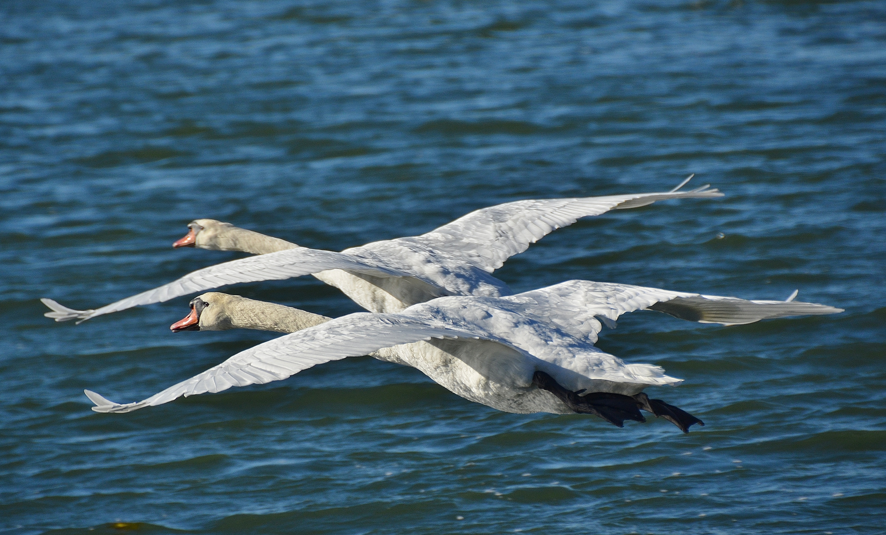 Formationsflug