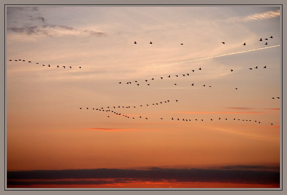 Formationsflug am Abendhimmel