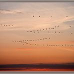 Formationsflug am Abendhimmel